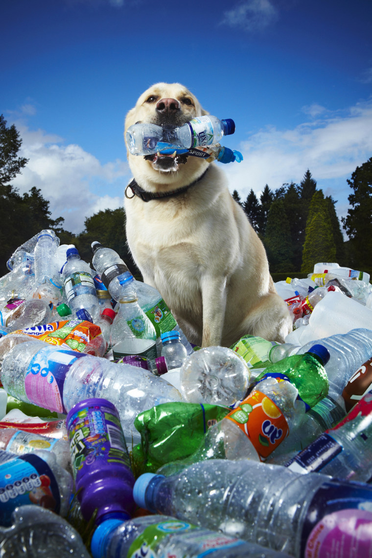 Tubby - Most Bottles Recycled By A Dog
Guinness World Records 2009
Photo Credit: Paul Michael Hughes/Guinness World Records 
Location: Pontypool, Wales